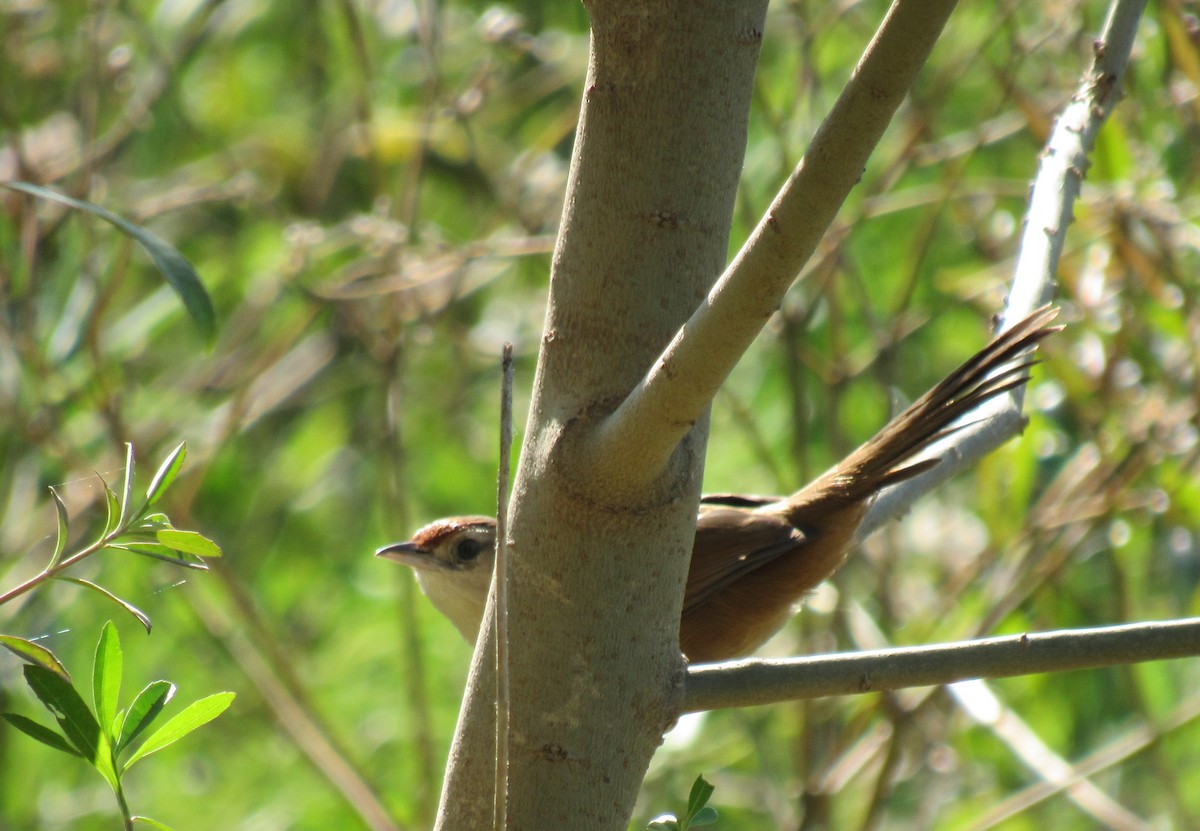 Rufous-fronted Thornbird - ML452521781