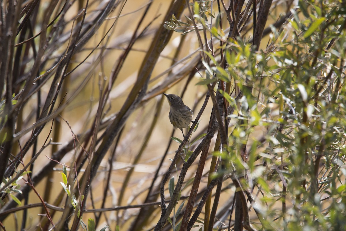 Yellow-rumped Warbler (Audubon's) - ML45252191