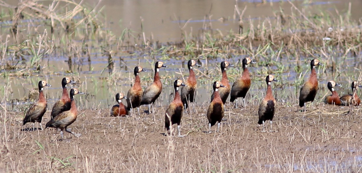 White-faced Whistling-Duck - ML45252281