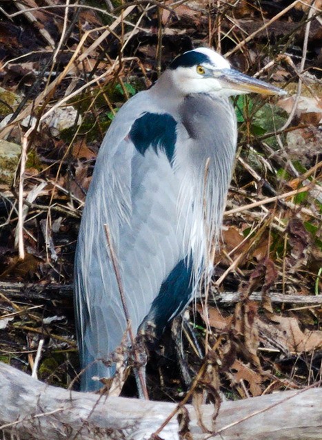 Great Blue Heron - ML452522951