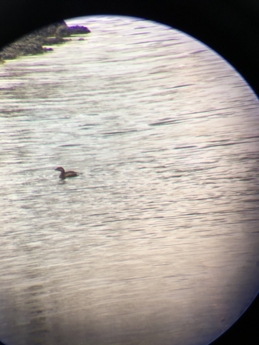 Pied-billed Grebe - ML45252401