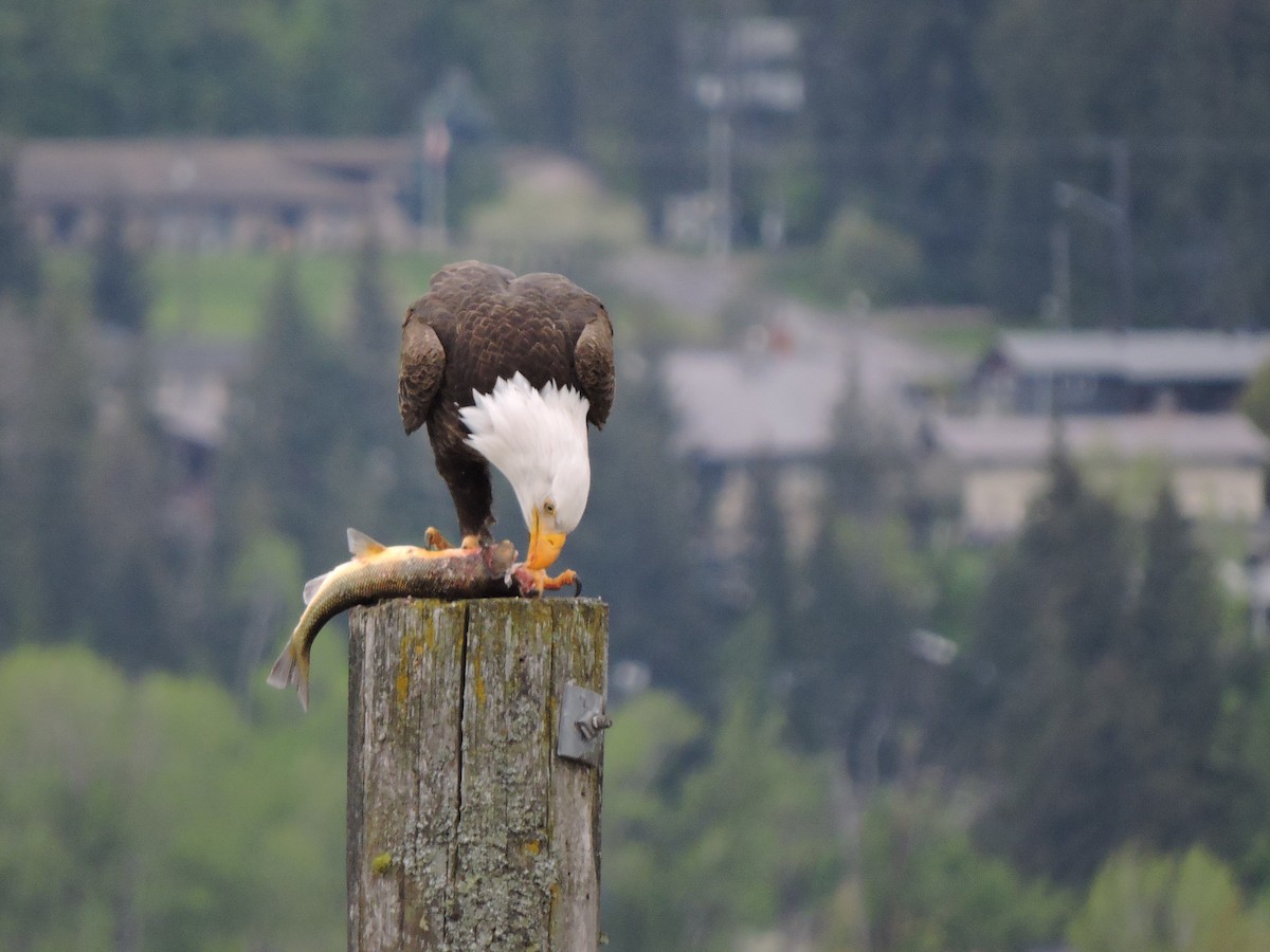 Bald Eagle - ML452524621