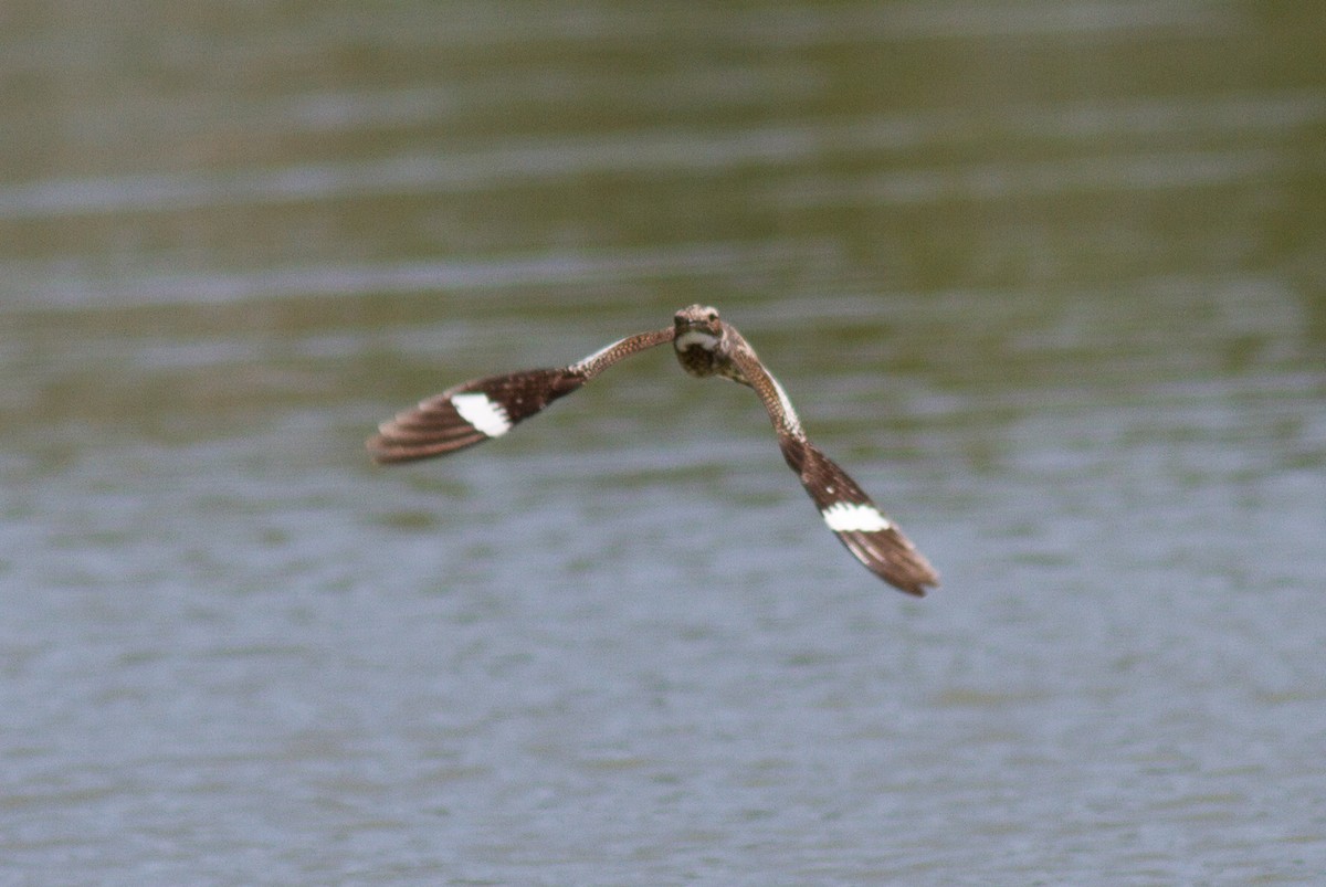 Common Nighthawk - ML452525431