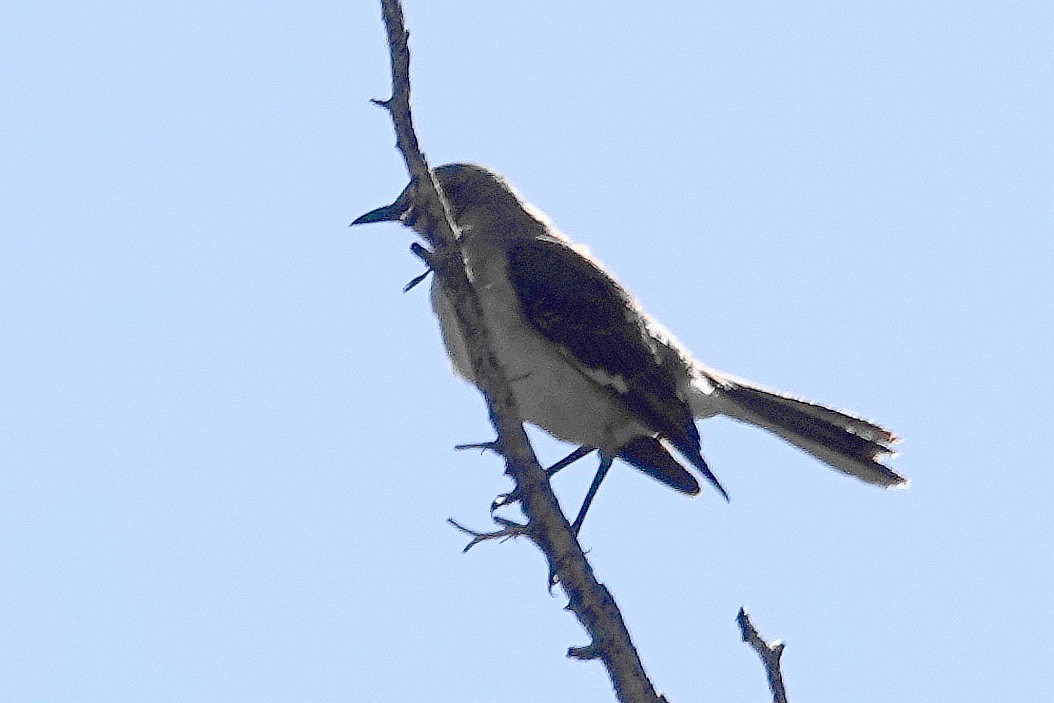 Northern Mockingbird - ML452526351