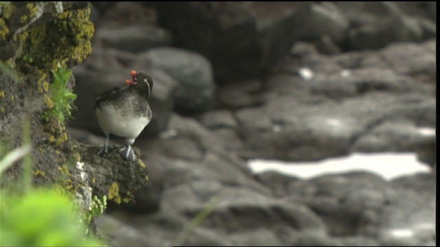 Parakeet Auklet - ML452527