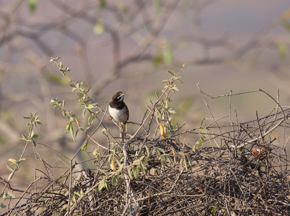 Black-chested Sparrow - Matt Brady