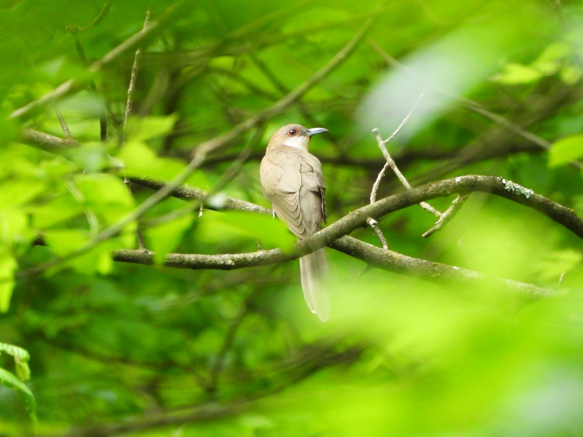 Black-billed Cuckoo - Benjamin  Miller