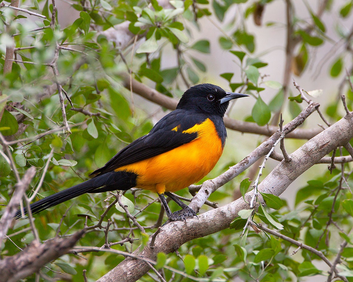 Black-vented Oriole - ML452529001