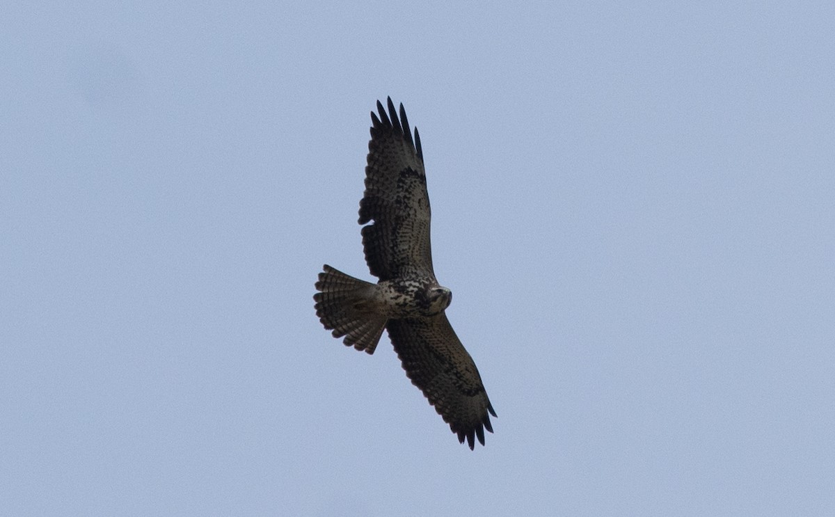 Swainson's Hawk - Anthony Vanderheyden