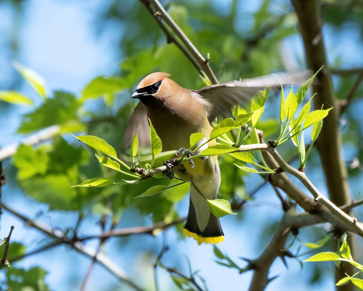 Jaseur d'Amérique - ML452532101