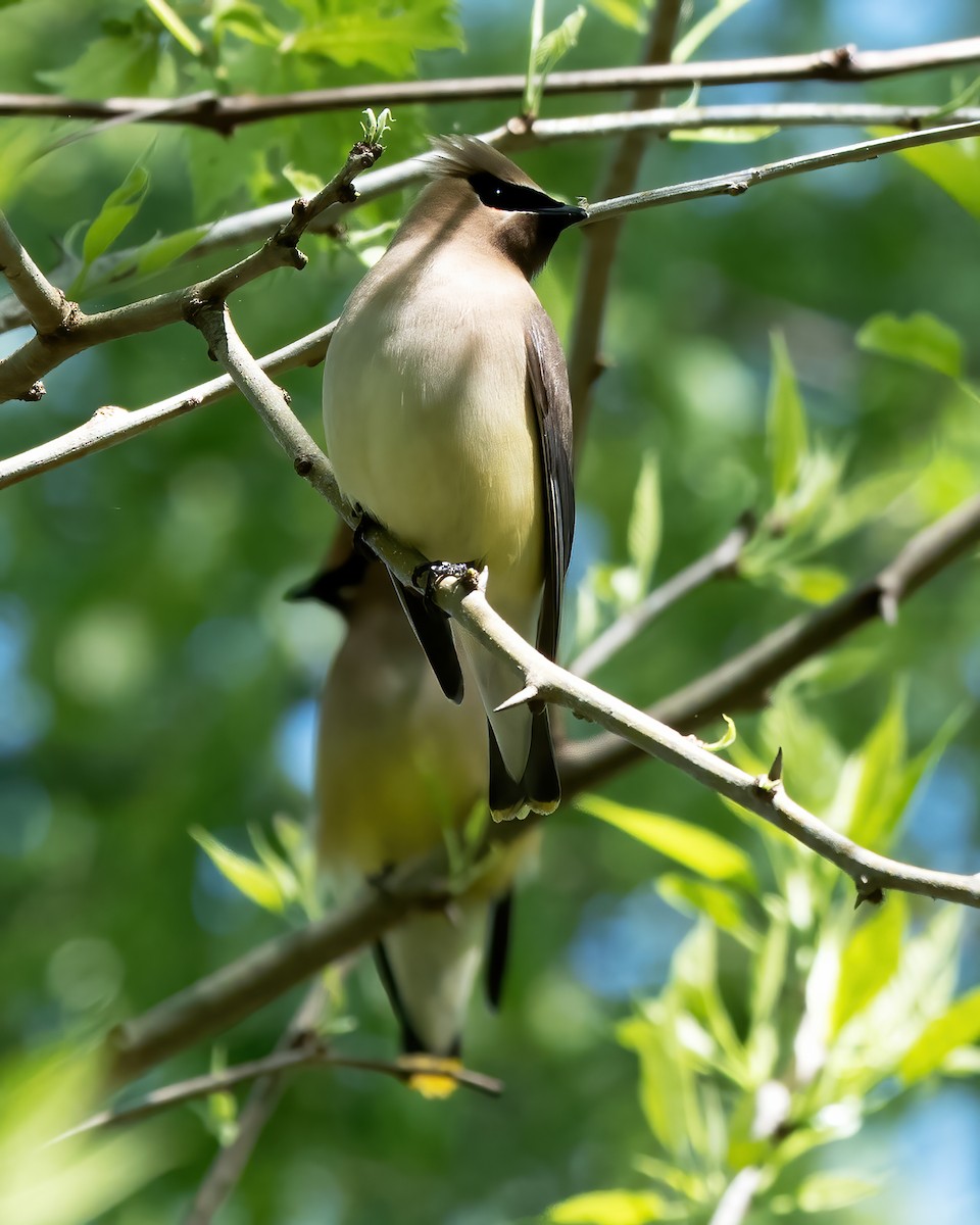 Jaseur d'Amérique - ML452532121