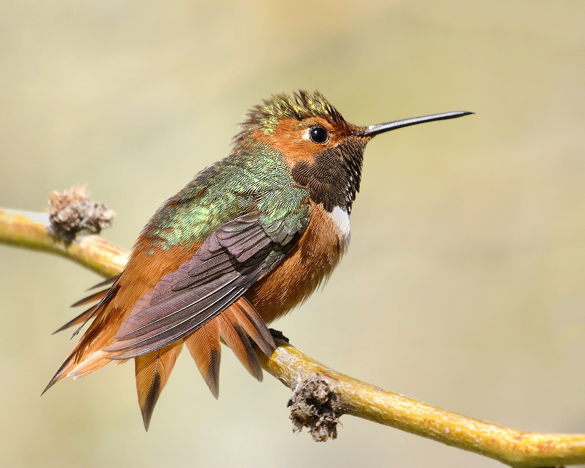 Colibrí de Allen - ML452533541