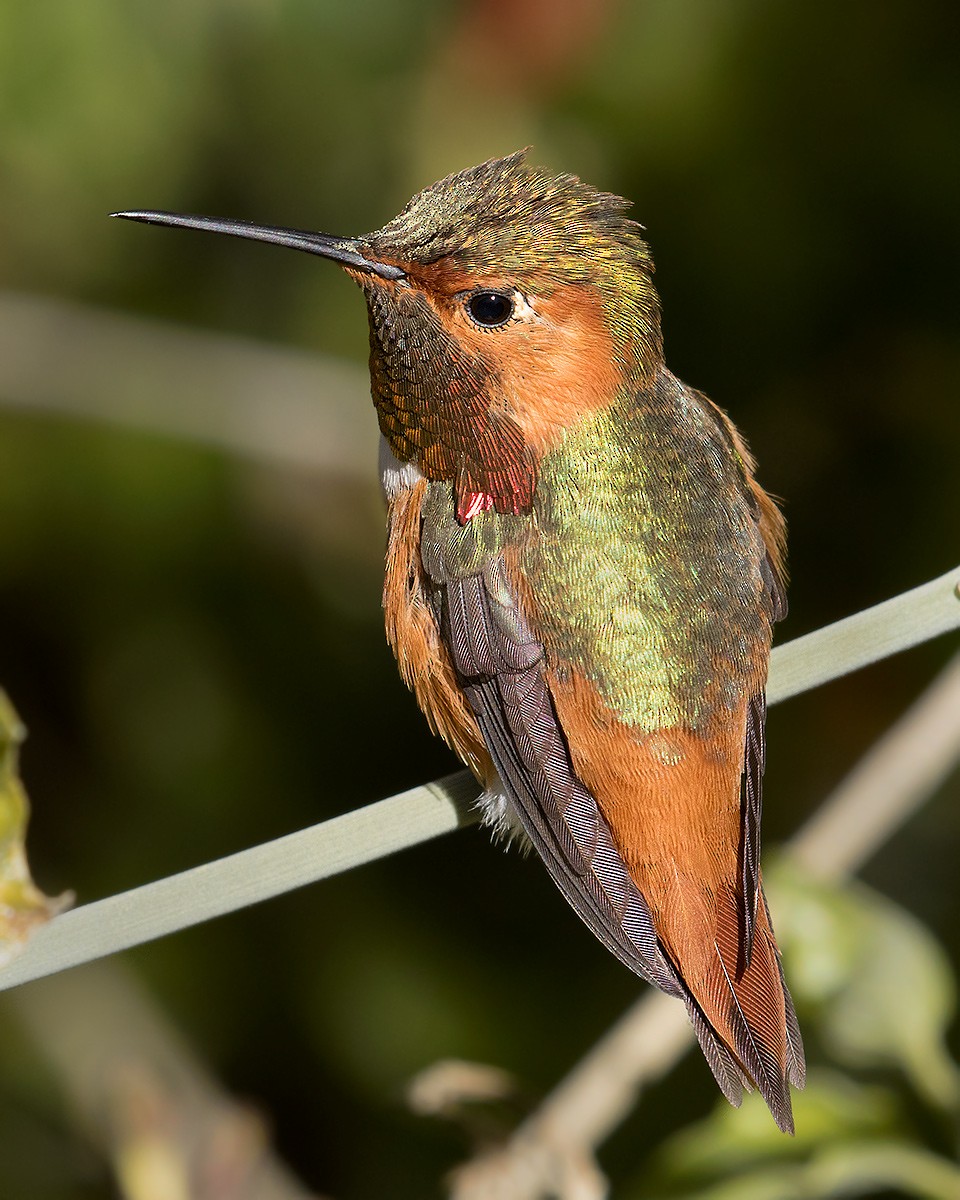 Colibrí de Allen - ML452533551