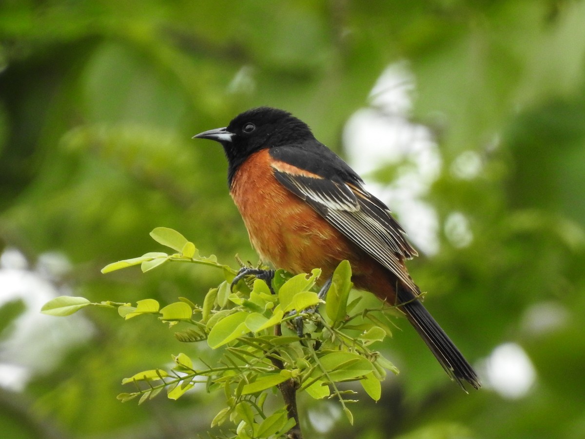 Orchard Oriole - ML452533941