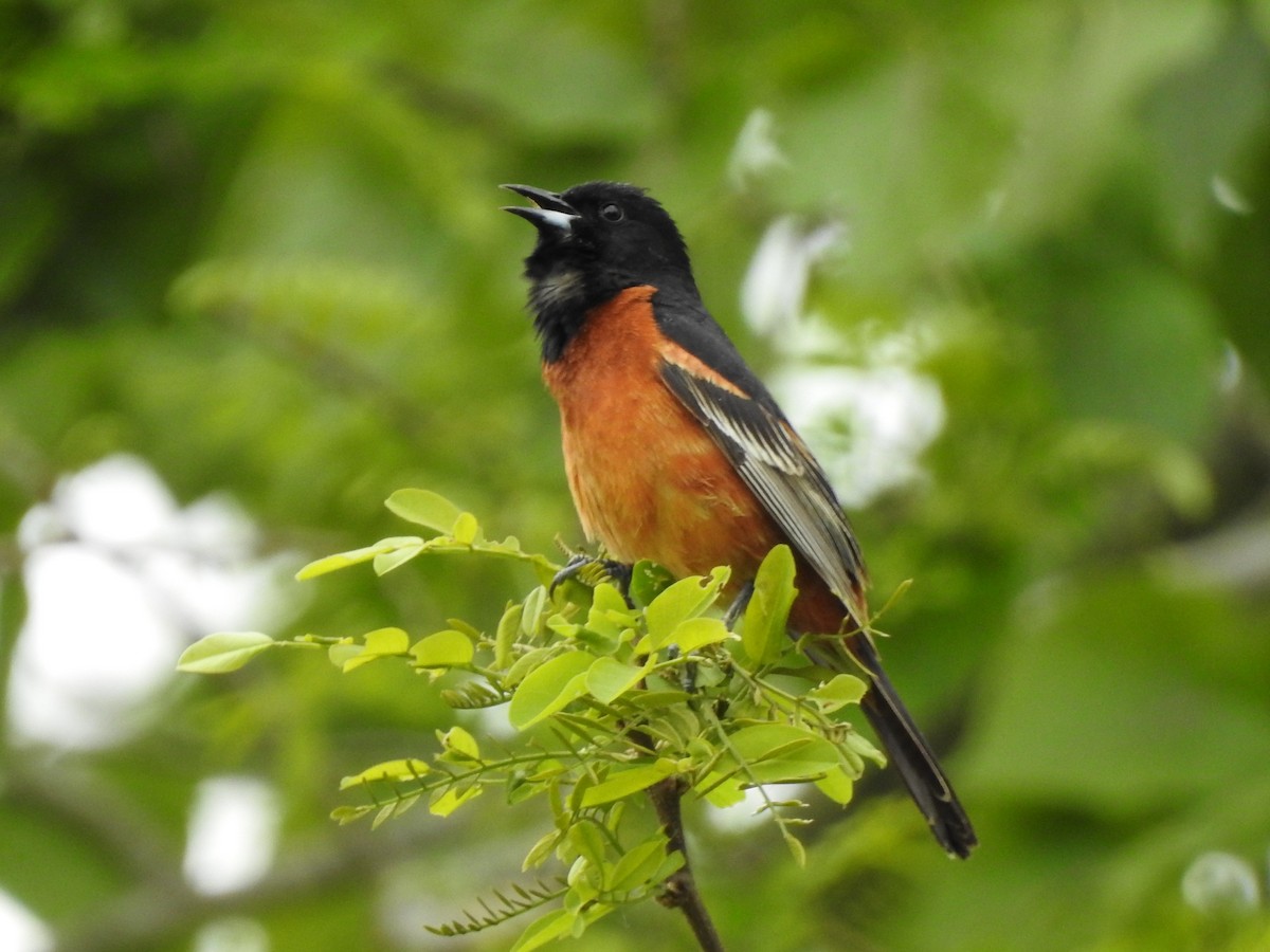 Orchard Oriole - ML452533961