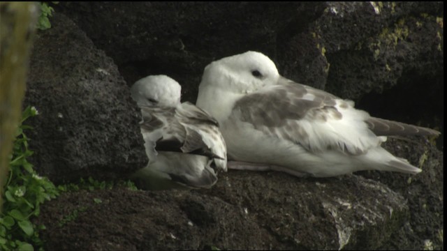 Northern Fulmar - ML452534