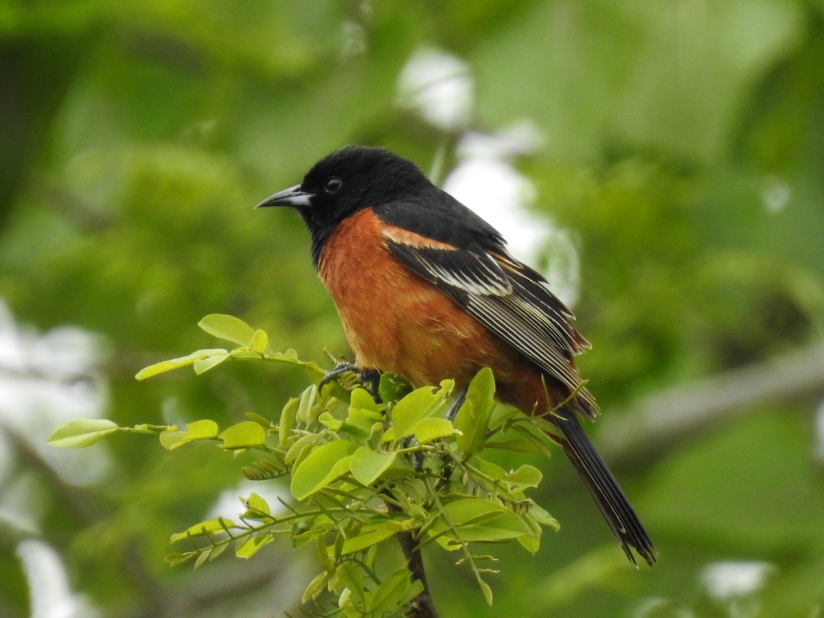 Orchard Oriole - ML452534021