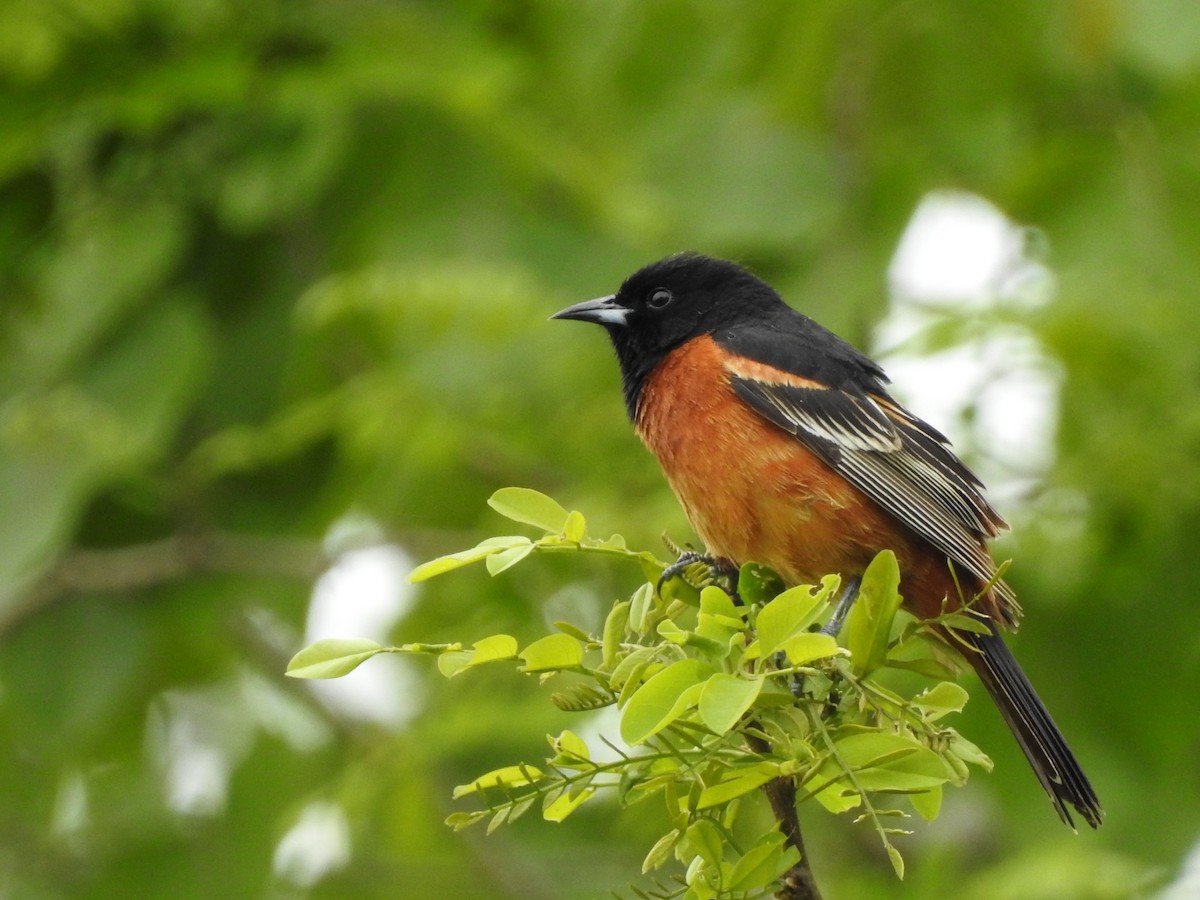 Orchard Oriole - ML452534031
