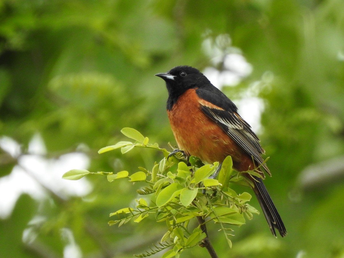 Orchard Oriole - ML452534051
