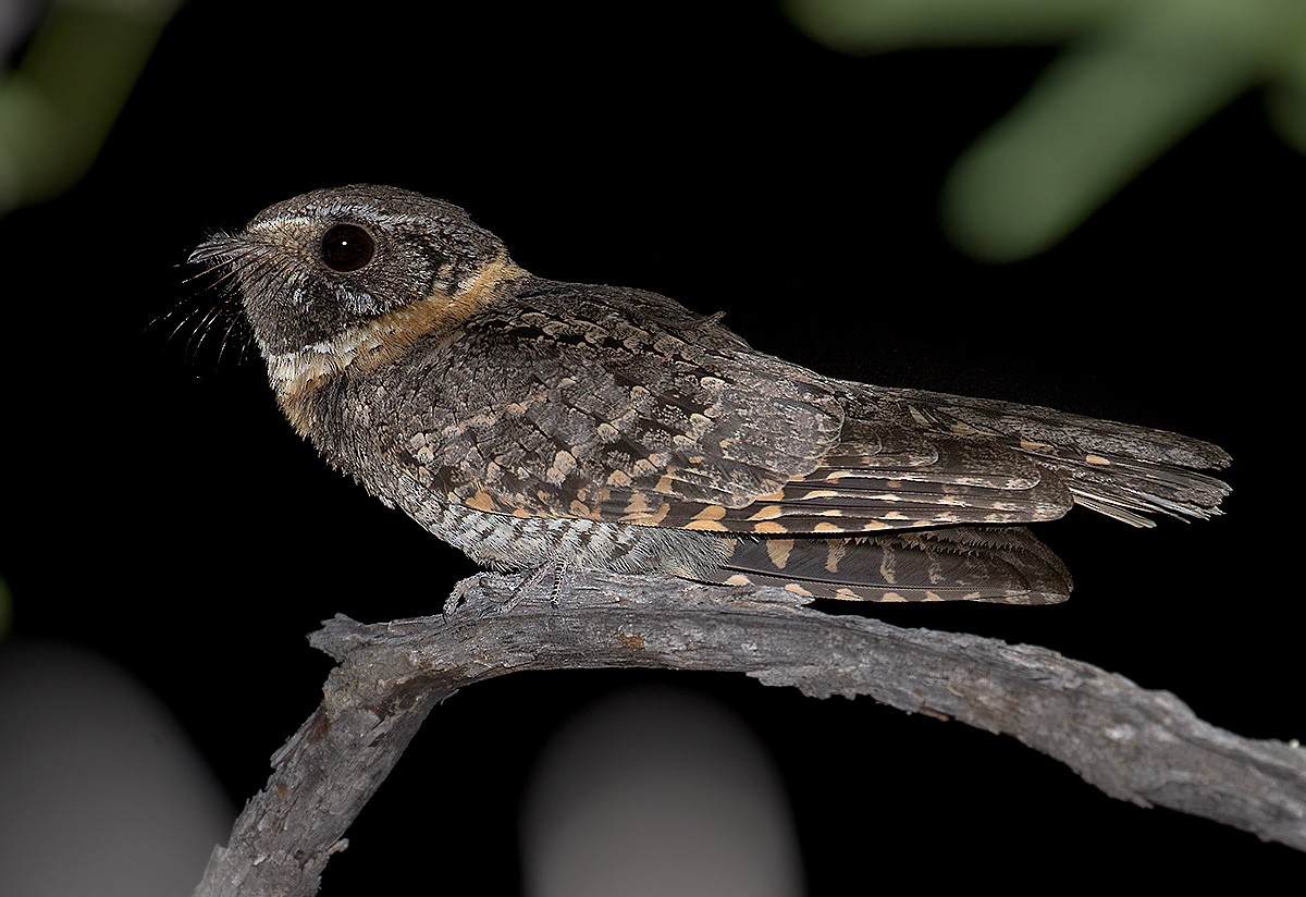 Buff-collared Nightjar - ML452534711