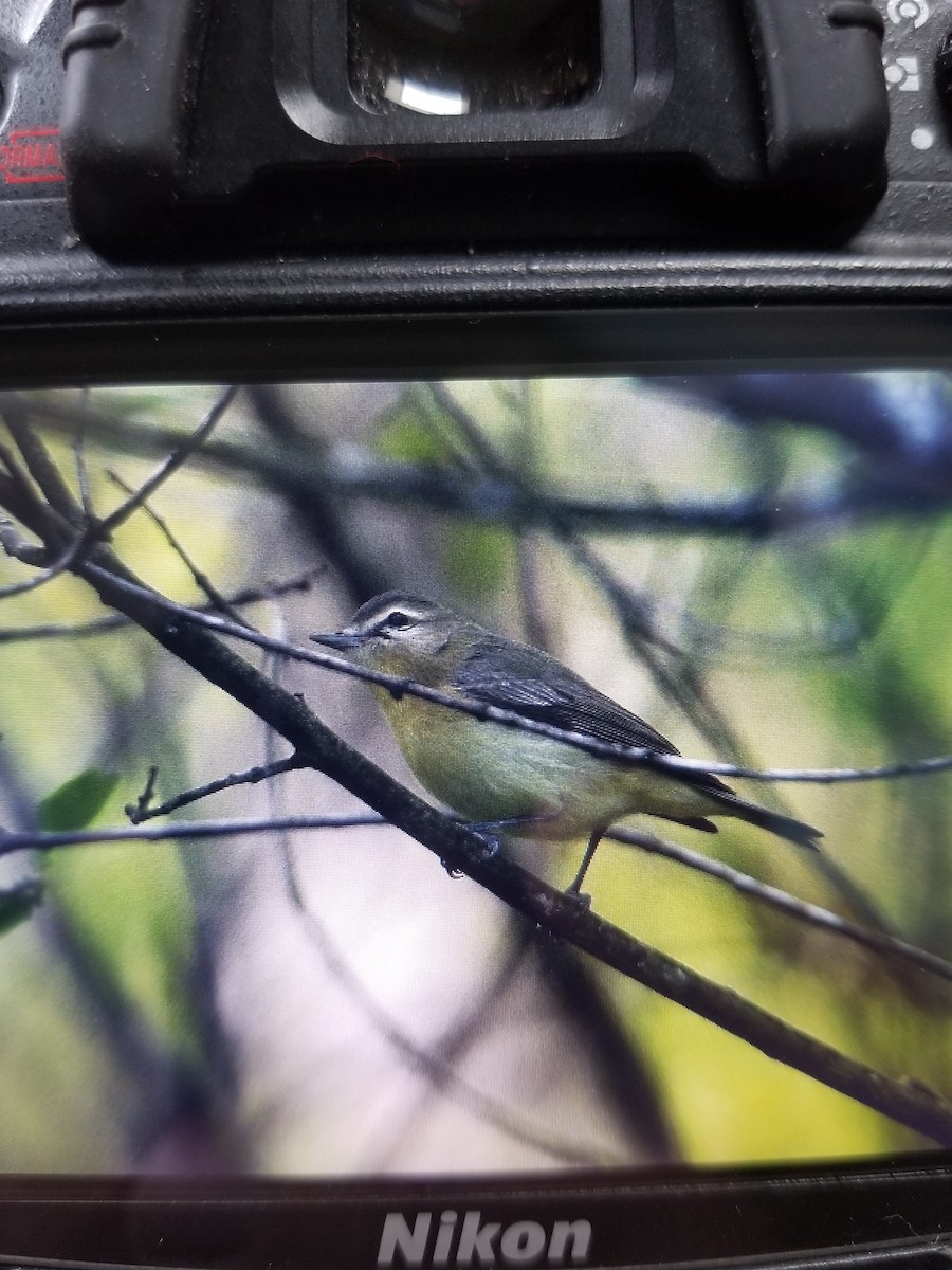 Vireo de Filadelfia - ML452536301