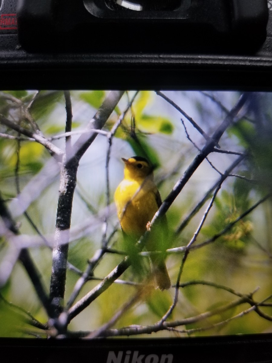 Wilson's Warbler - ML452536341