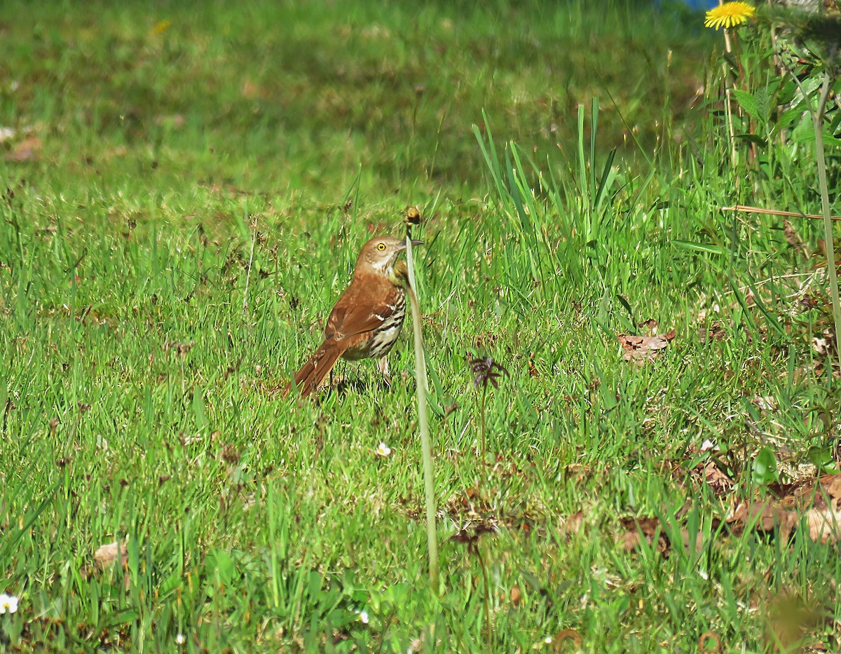 Brown Thrasher - Laurel Amirault