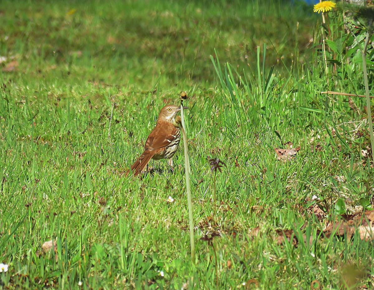 Brown Thrasher - ML452536611