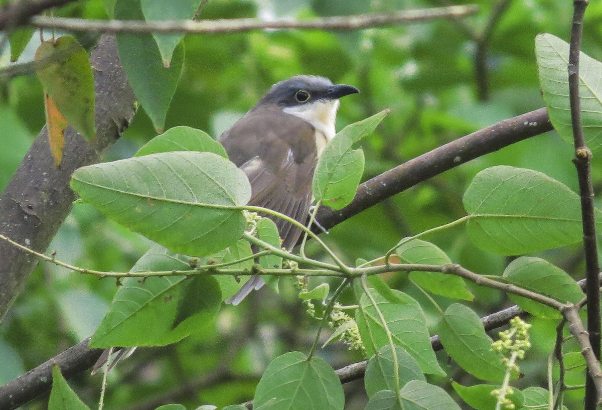 Dark-billed Cuckoo - ML452536641