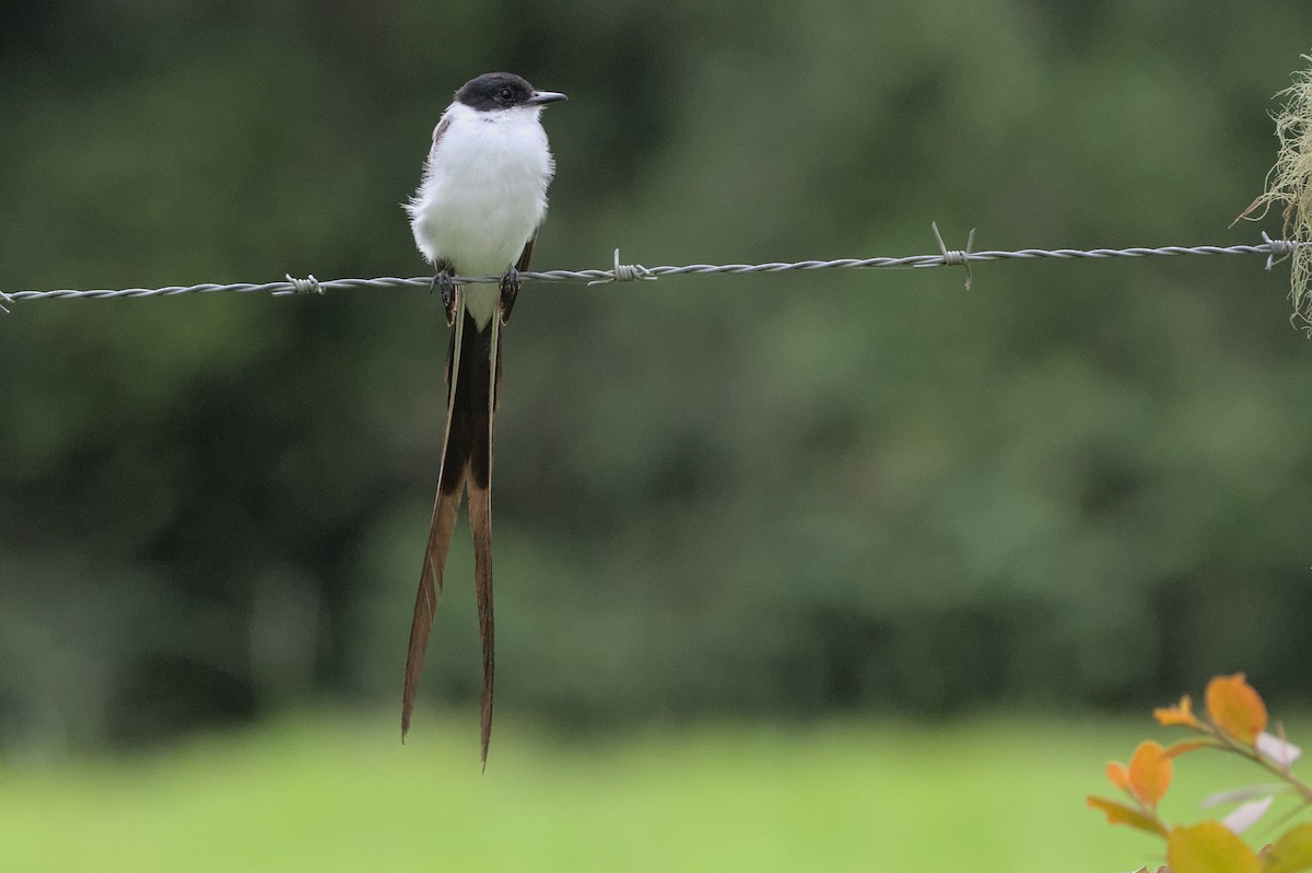 Fork-tailed Flycatcher - ML452537731