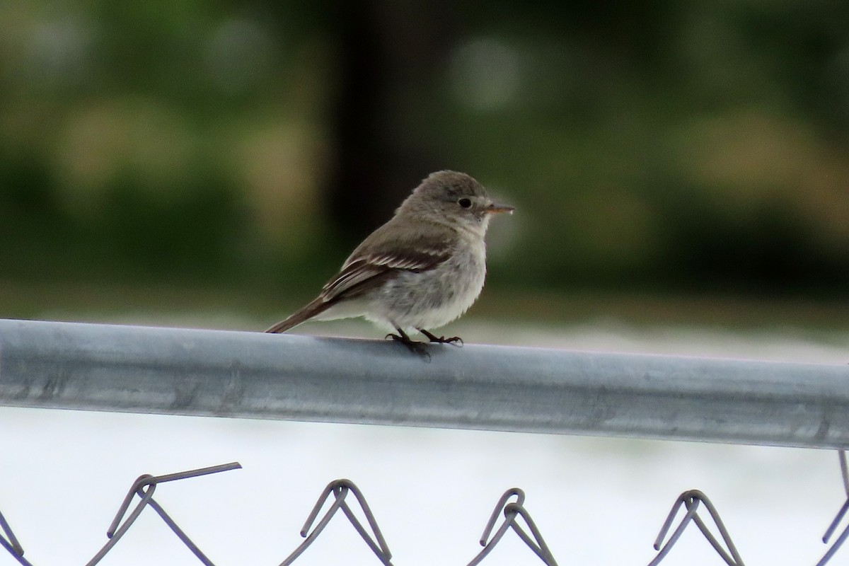 Dusky Flycatcher - ML452538861