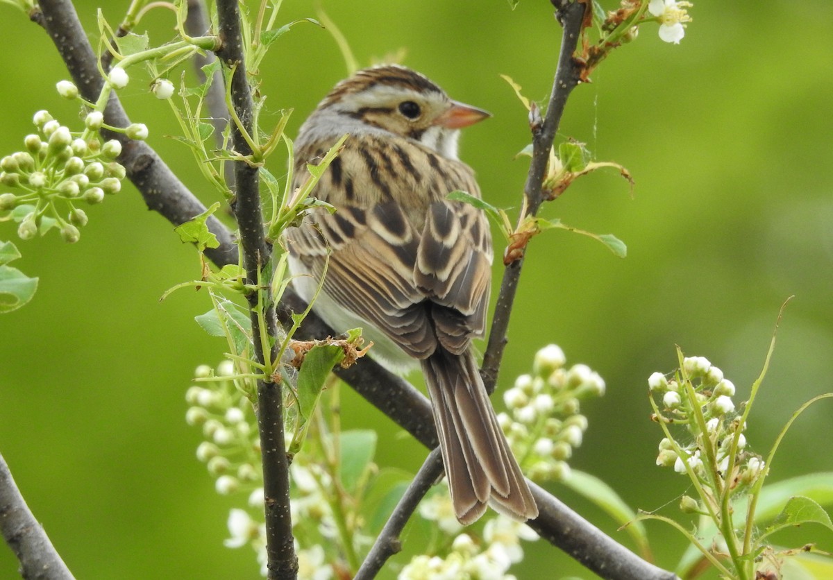 Clay-colored Sparrow - ML452538931