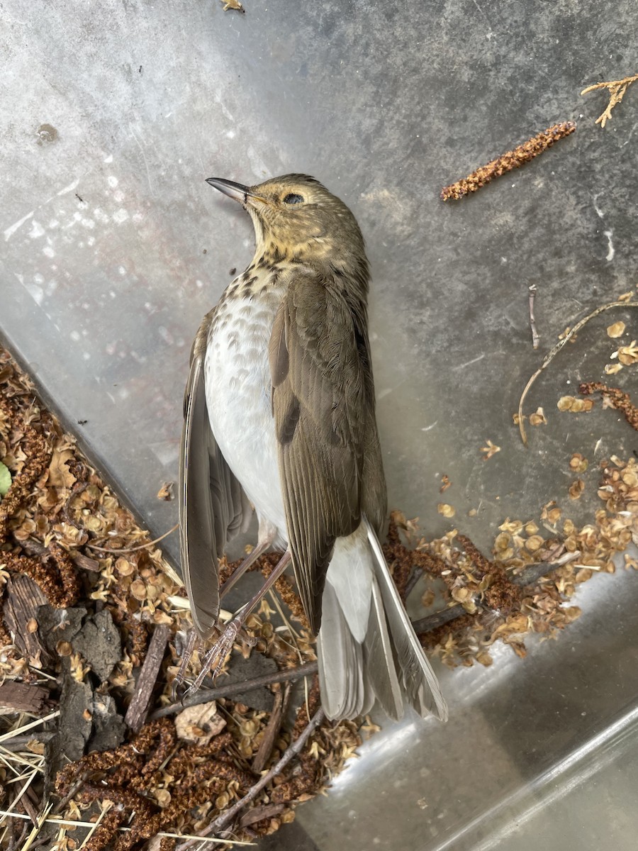 Swainson's Thrush - ML452539891