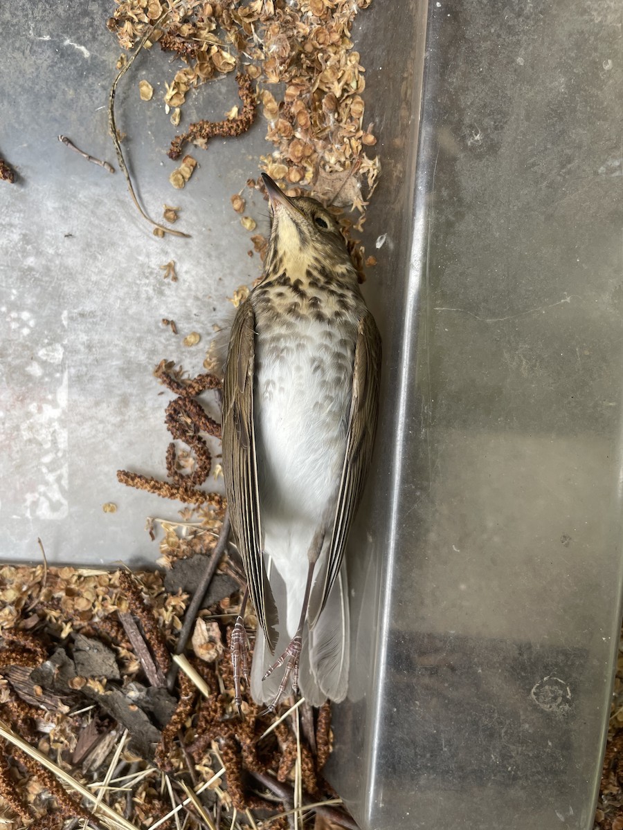 Swainson's Thrush - Jared  Engelbert