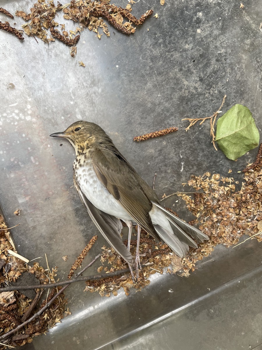 Swainson's Thrush - ML452539971