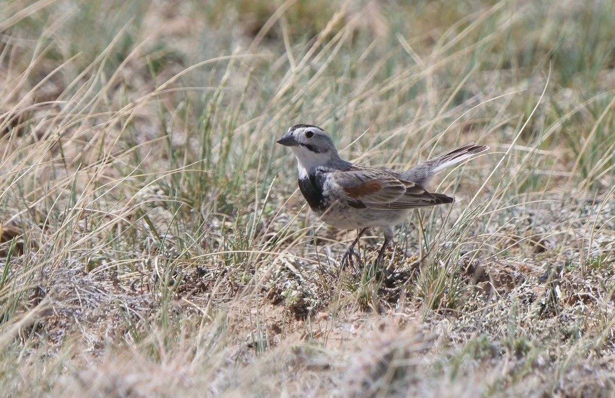 Thick-billed Longspur - ML452540321