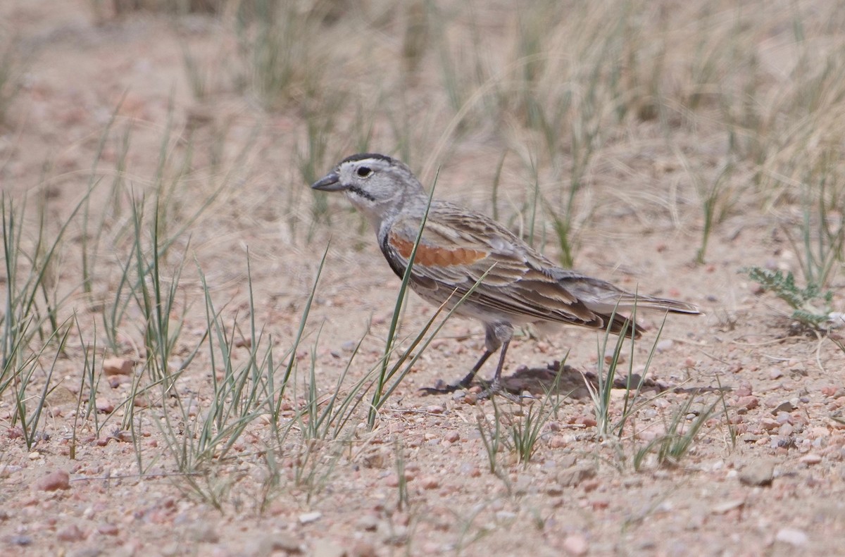 Thick-billed Longspur - ML452540381