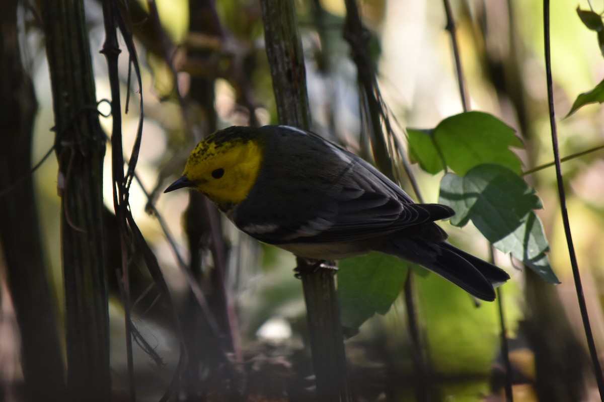 Hermit Warbler - ML452540561