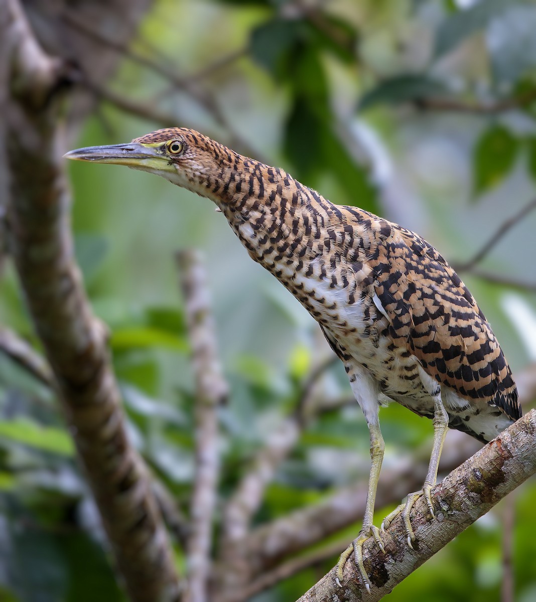 Fasciated Tiger-Heron - ML452544401