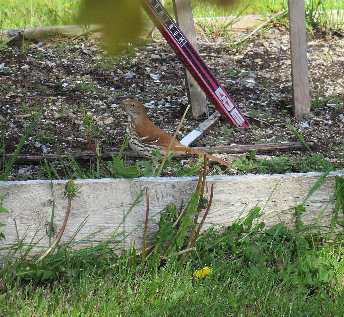 drozdec hnědý - ML452544731