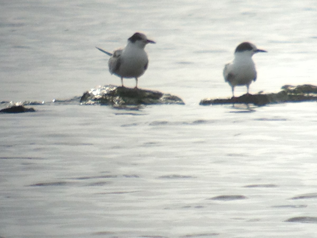 Arctic Tern - ML45254501