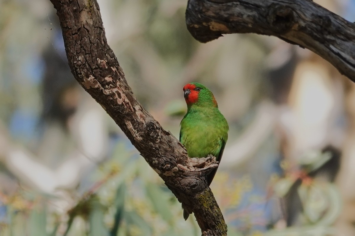 ヒメジャコウインコ - ML452545561