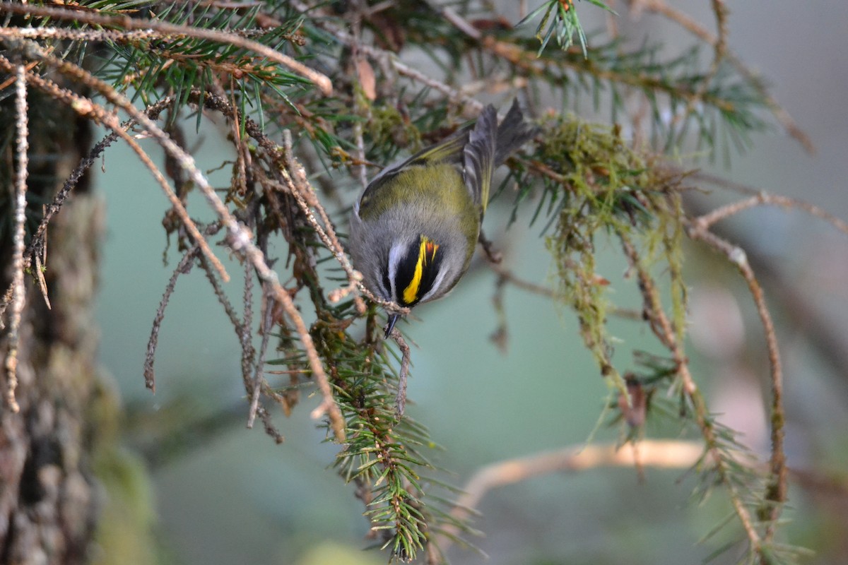Golden-crowned Kinglet - ML452545931