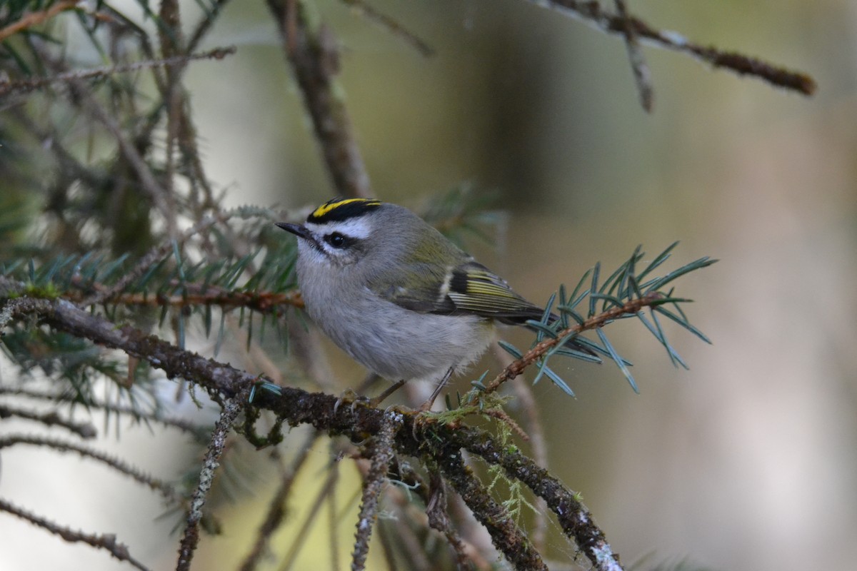 Golden-crowned Kinglet - ML452545941