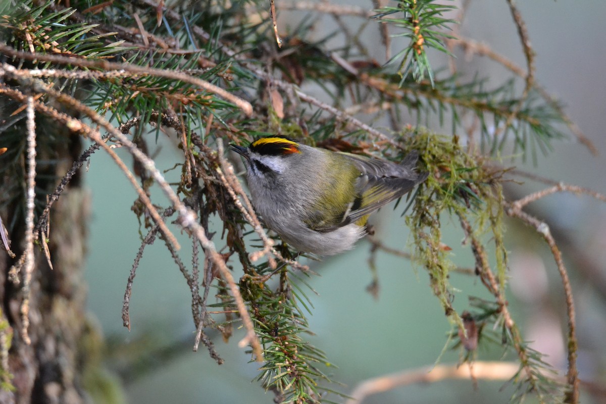 Golden-crowned Kinglet - ML452545951