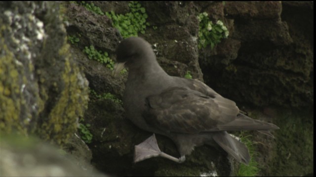 Northern Fulmar - ML452546