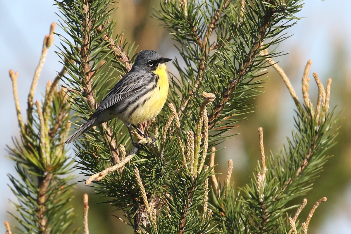 Kirtland's Warbler - Baxter Beamer