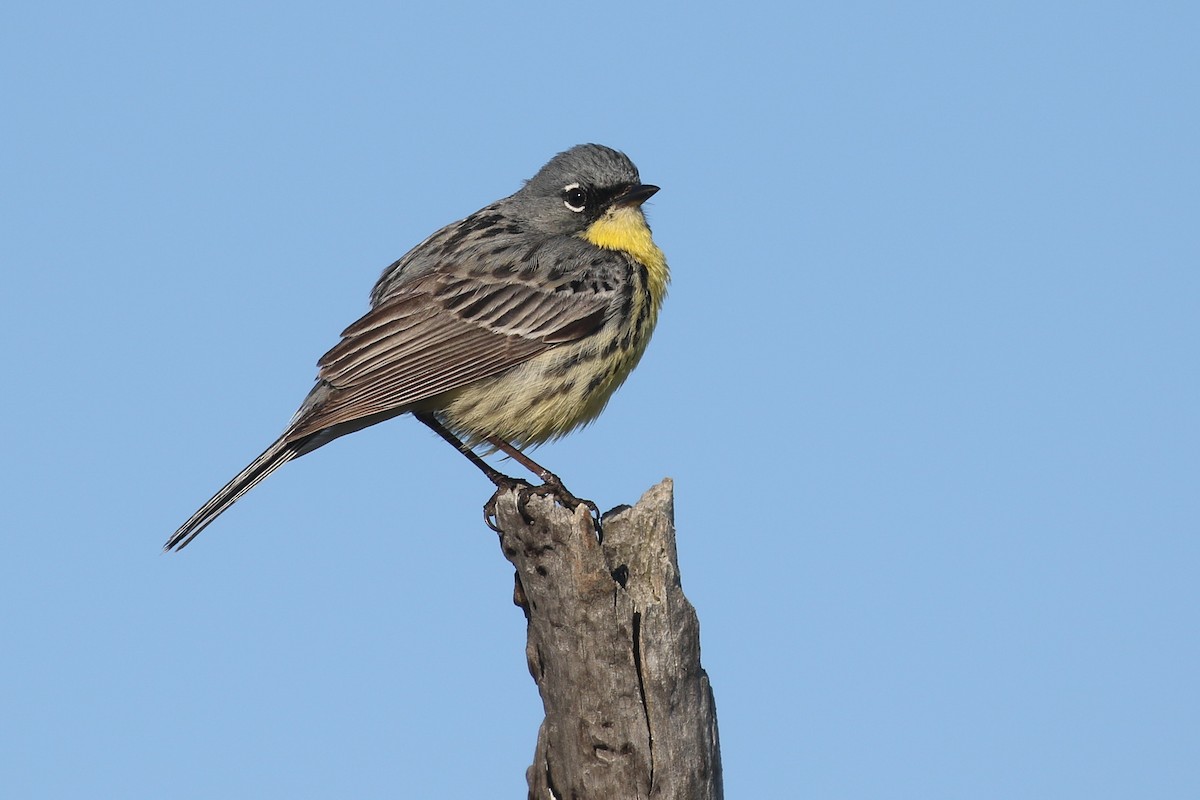 Kirtland's Warbler - Baxter Beamer