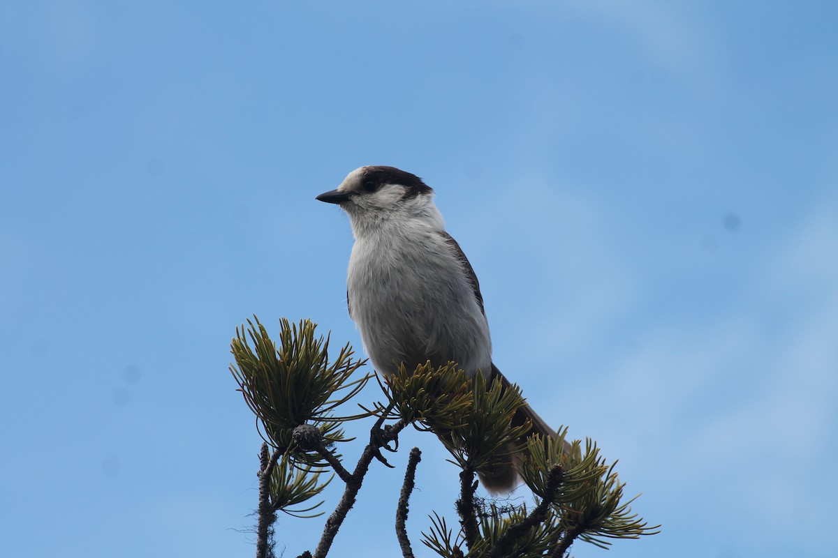 Canada Jay - ML452547541