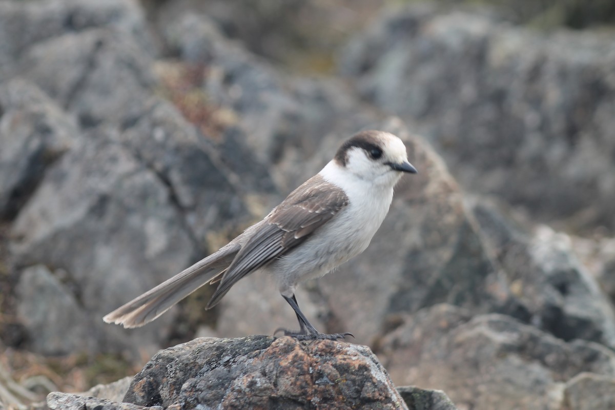 Canada Jay - ML452547551